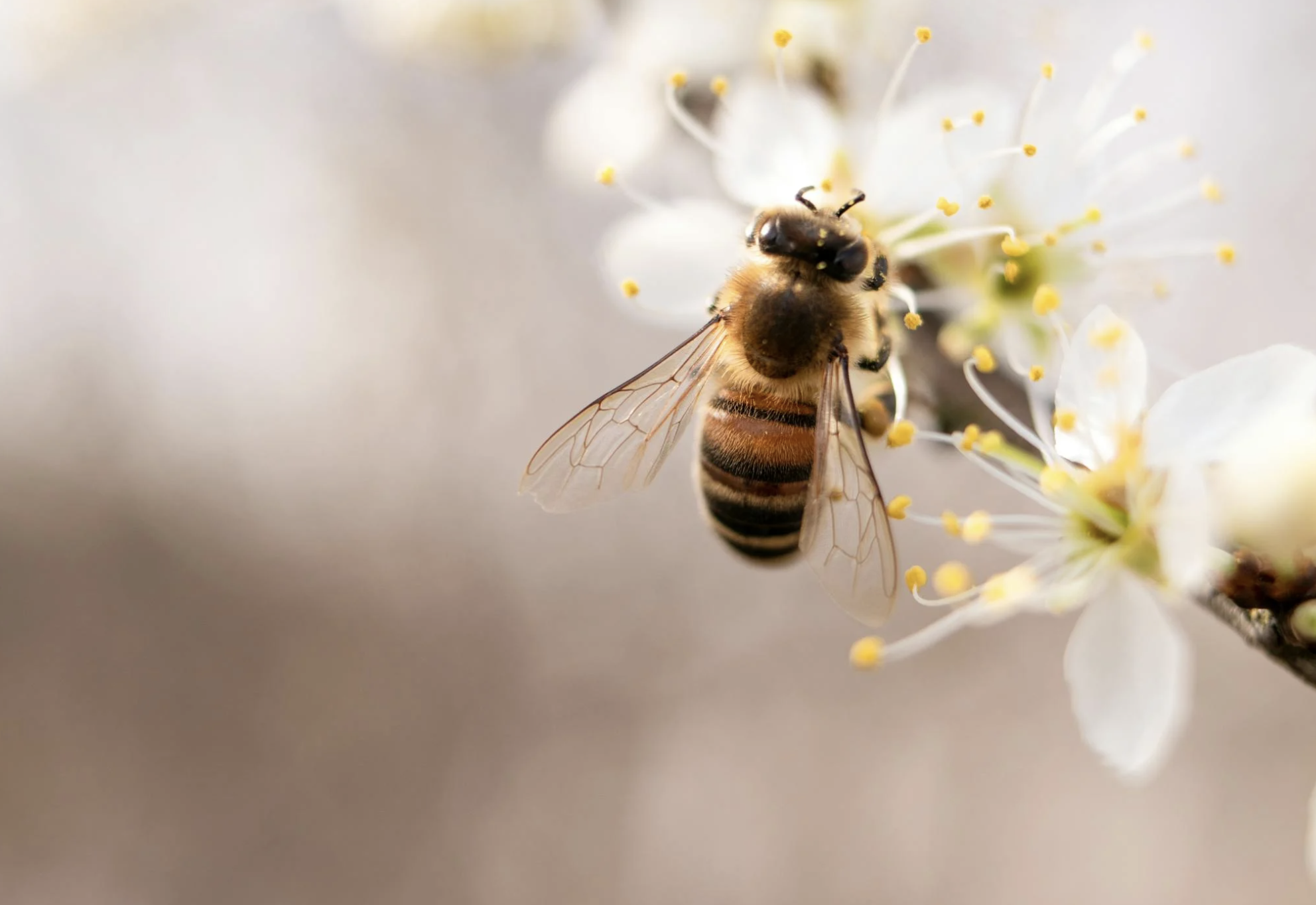 🐝 The Buzz About Bees: Why Pollinators Matter for Spring Crops